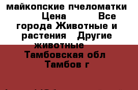  майкопские пчеломатки F-1  › Цена ­ 800 - Все города Животные и растения » Другие животные   . Тамбовская обл.,Тамбов г.